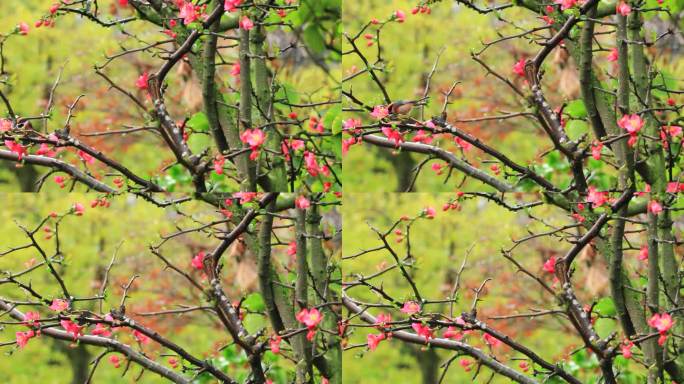 春天盛开的海棠花和枝头的小鸟