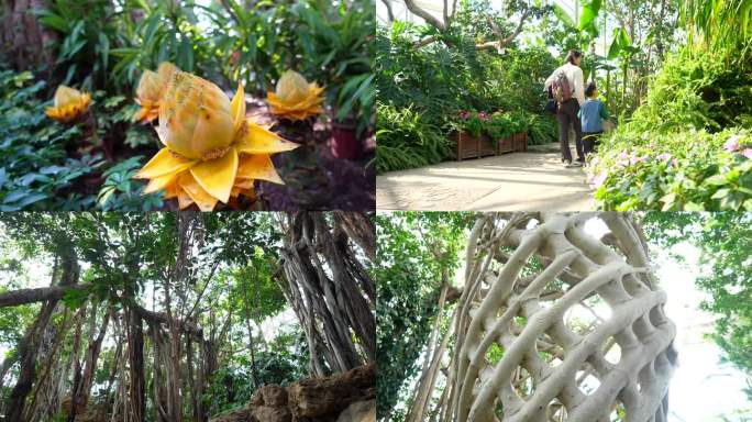 植物园 植物馆 亲子 自然 热带植物
