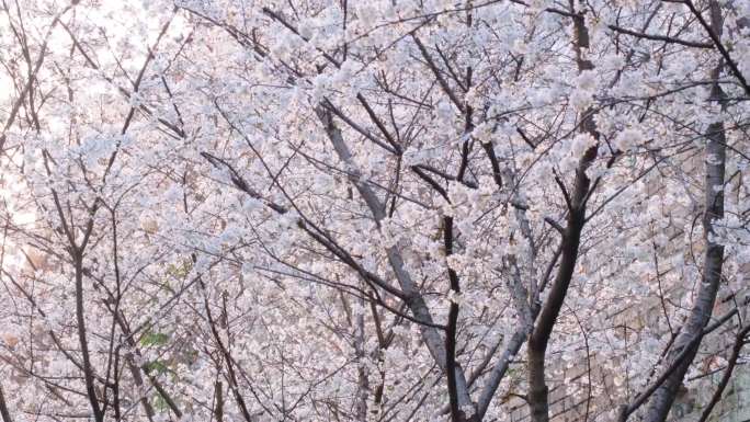 春天花朵樱花盛开植物风景视频素材49