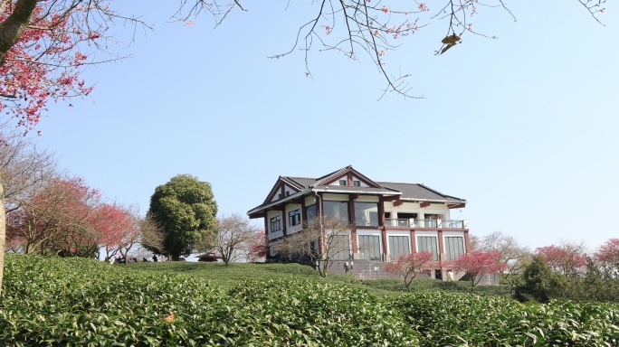 漳平龙岩永福樱花茶园