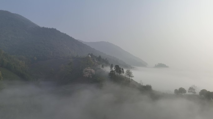 杭州大径山茶园晨雾唯美航拍