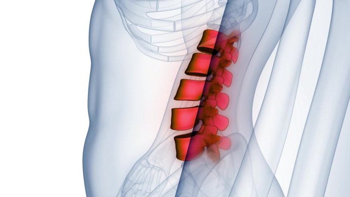 脊髓、脊柱、腰椎人体骨骼系统解剖动画概念