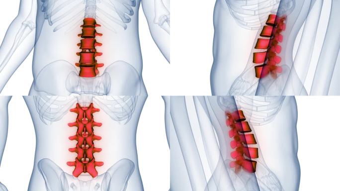 脊髓、脊柱、腰椎人体骨骼系统解剖动画概念