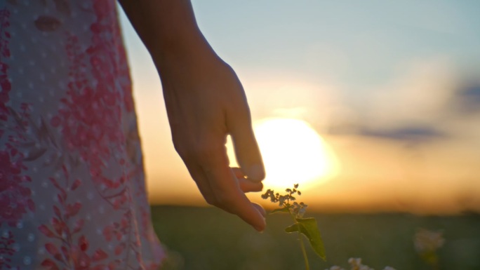 手持SLO镜头的妇女触摸花蕾在田野上对着天空在日落