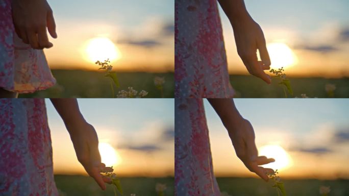 手持SLO镜头的妇女触摸花蕾在田野上对着天空在日落