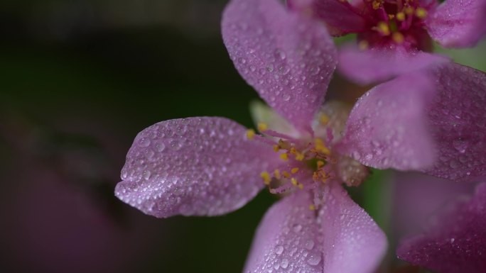 粉色樱花早樱