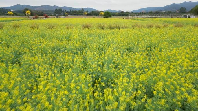 广州增城丝苗米公园，春天的油菜花田