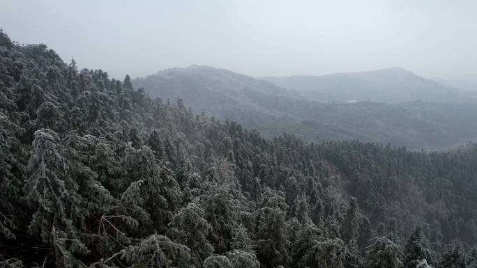 下雪森林 雪 树