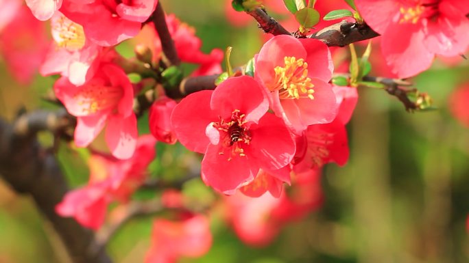 蜜蜂在春天的海棠花上采花粉