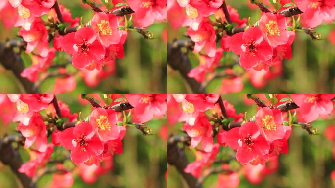 蜜蜂在春天的海棠花上采花粉
