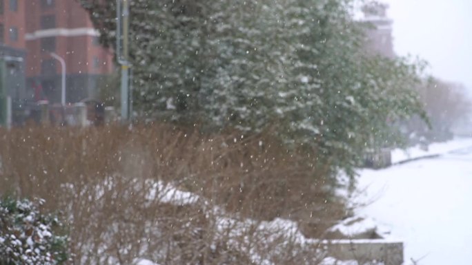 冬天下雪雪景小雪中雪大雪雪花飘落舞台背景