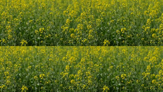 光明小镇里的油菜花