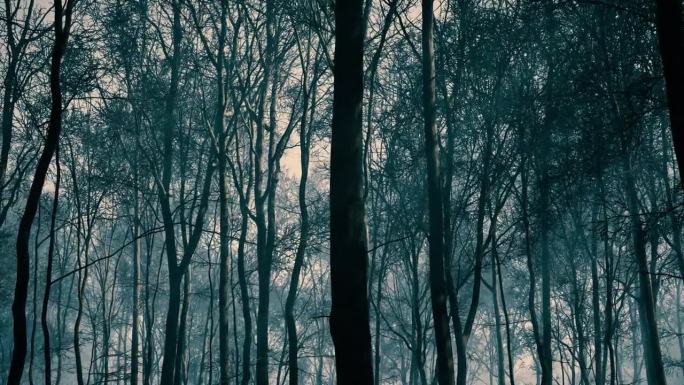 薄雾为日落时分的森林增添了一种怪异的魅力。
