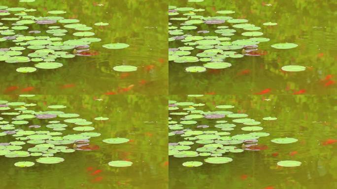 夏日莲花池塘游动的红色小鱼