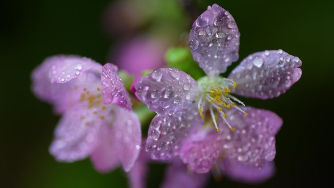 粉色樱花早樱