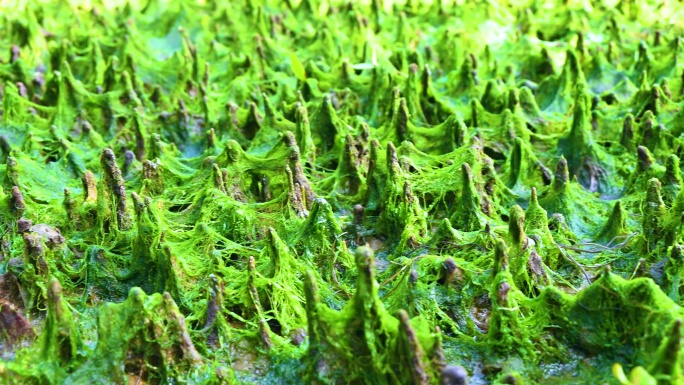 海边绿色红树林与苔藓