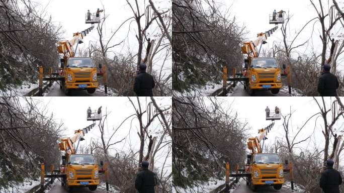 冬季雪后市政道路交通安全城市行道树修剪