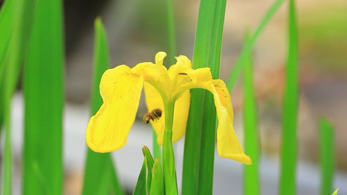 黄色的鸢尾花上蜜蜂在采粉