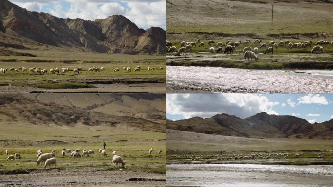 放牧羊群在草原吃草