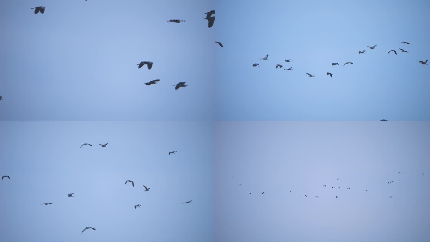 飞鸟群鸟迁徙一群鸟空中飞翔