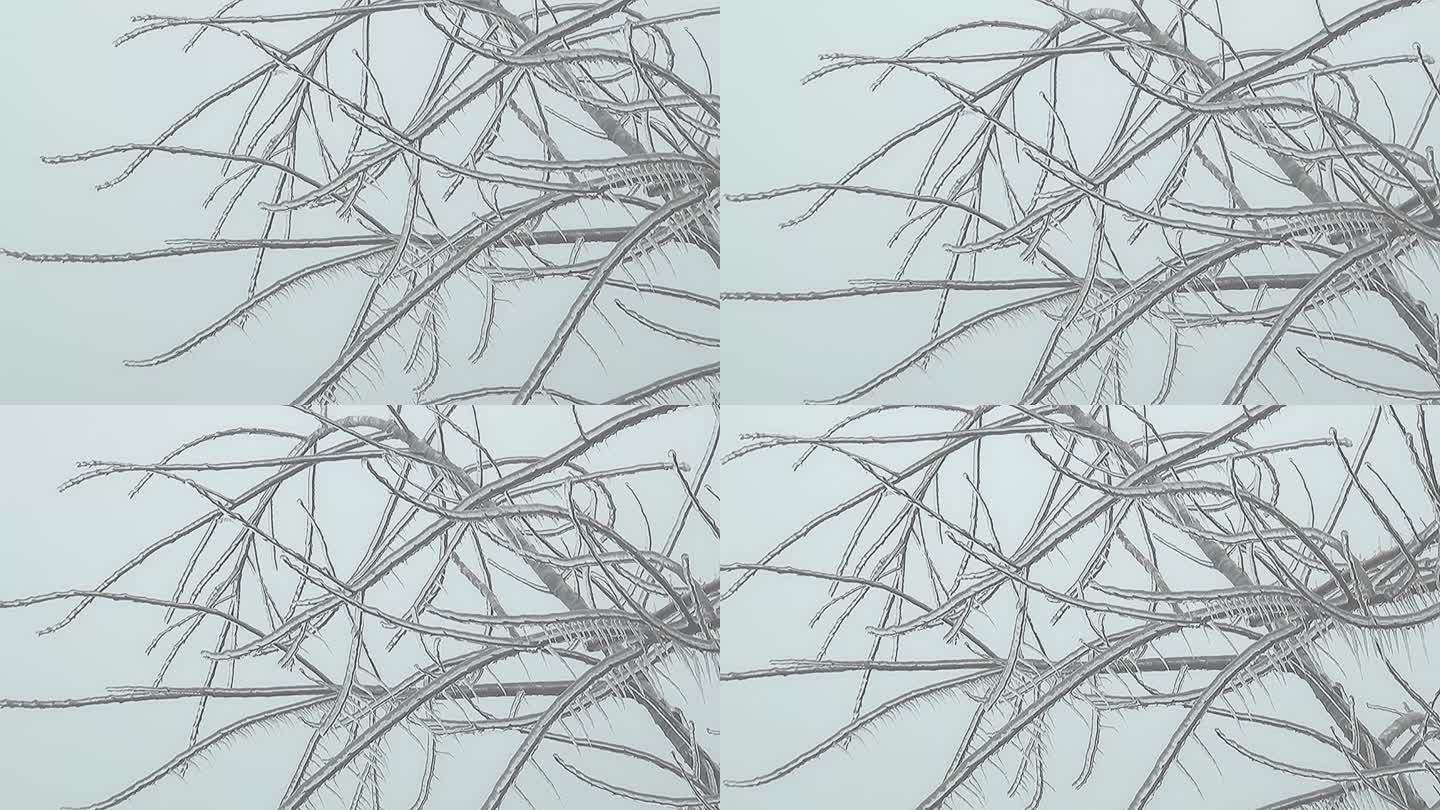 冰挂 冻树枝