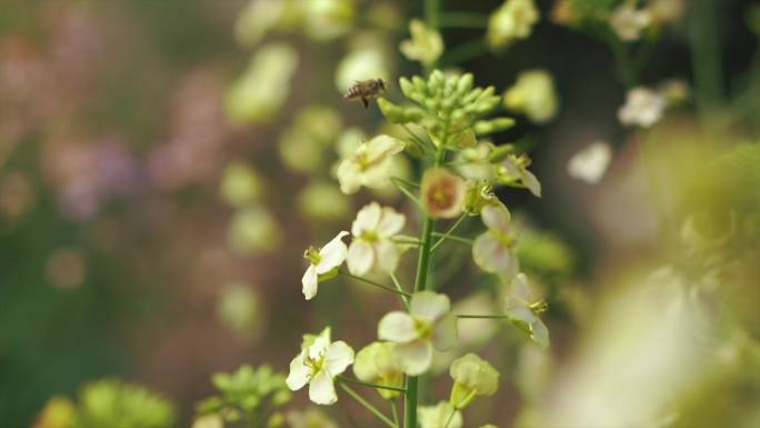 4k春天油菜花 美丽乡村 五彩油菜花