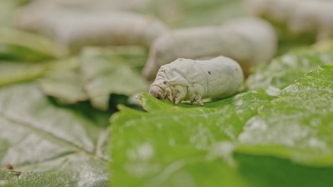 桑蚕养殖喂食结茧