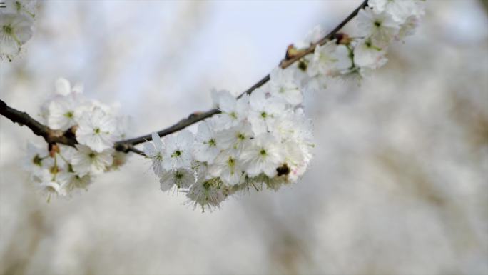 4k春天花开樱桃花樱花