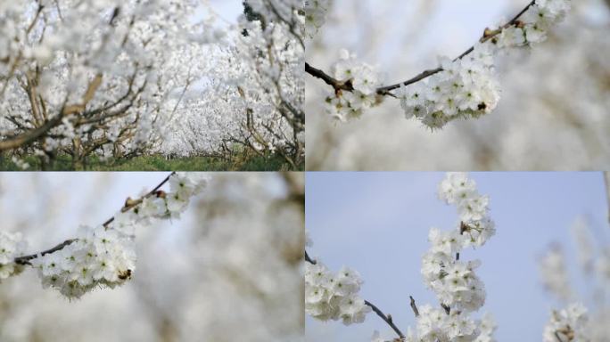 4k春天花开樱桃花樱花