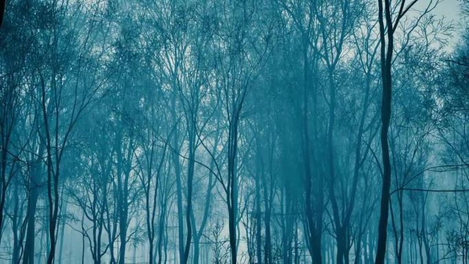 神秘的森林在日落时笼罩在薄雾中。