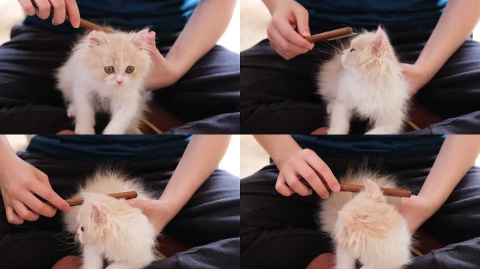 宠物主人给英短宠物小猫梳毛，慢动作