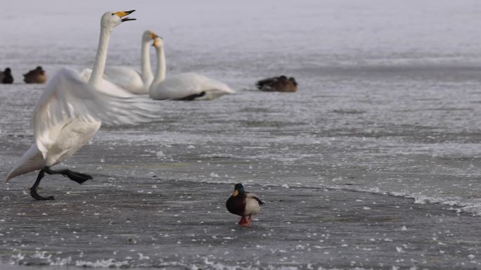 冰上天鹅舞--张掖湿地公园240225