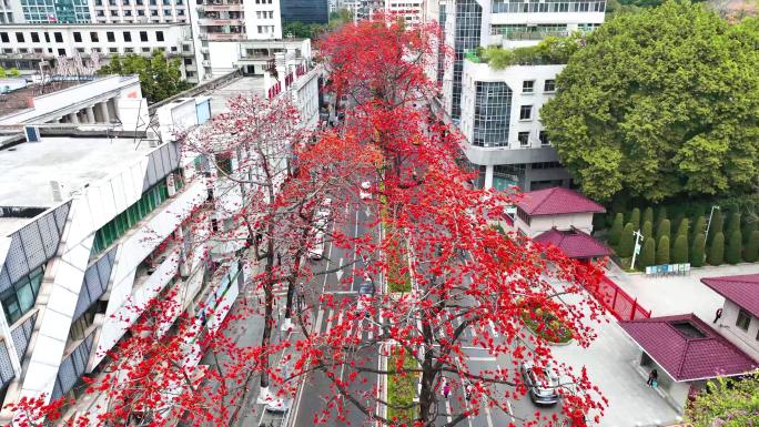 广州陵园西路木棉花