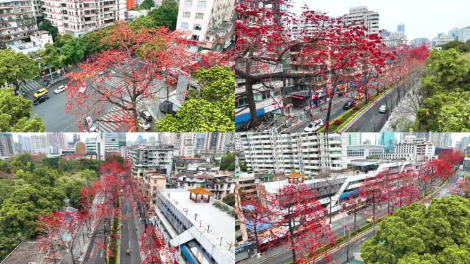 广州陵园西路木棉花