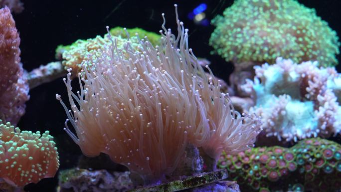 水族馆海水缸珊瑚