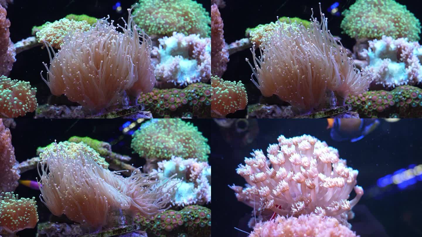 水族馆海水缸珊瑚