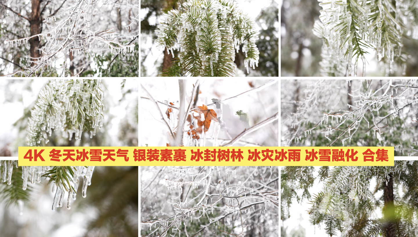 银装素裹冰封树枝冻雨冰雪天气