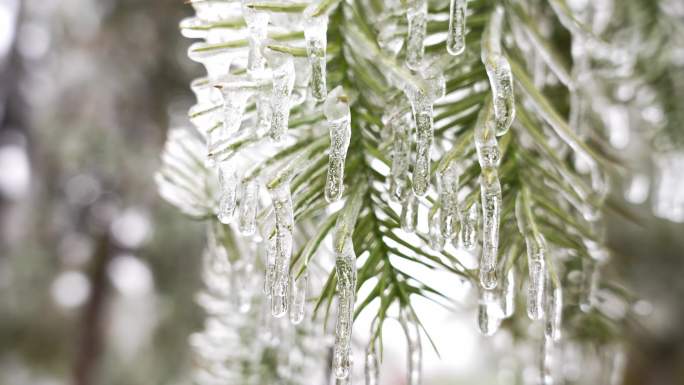 银装素裹冰封树枝冻雨冰雪天气