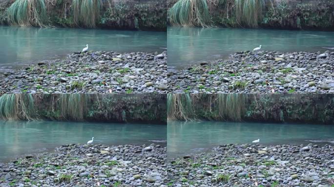 初春在河水中觅食的白鹭