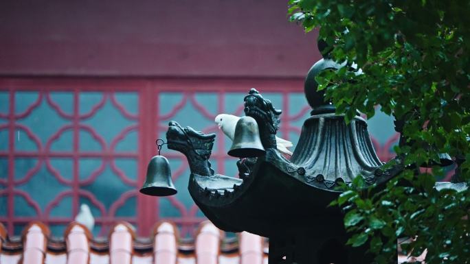 阴雨天杭州法喜讲寺的鸽子