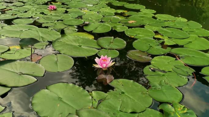 夏日池塘盛开的睡莲