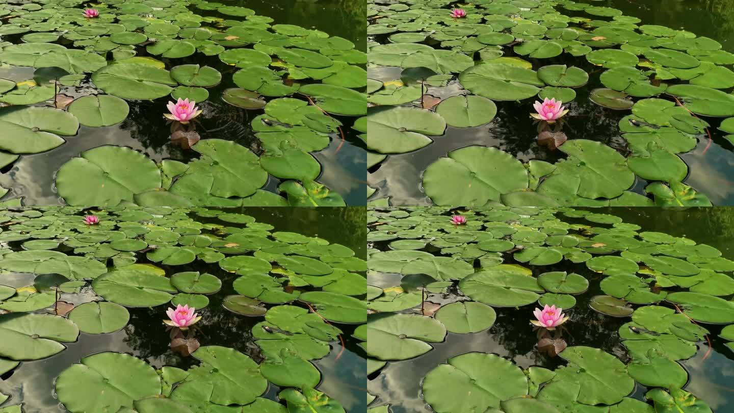 夏日池塘盛开的睡莲