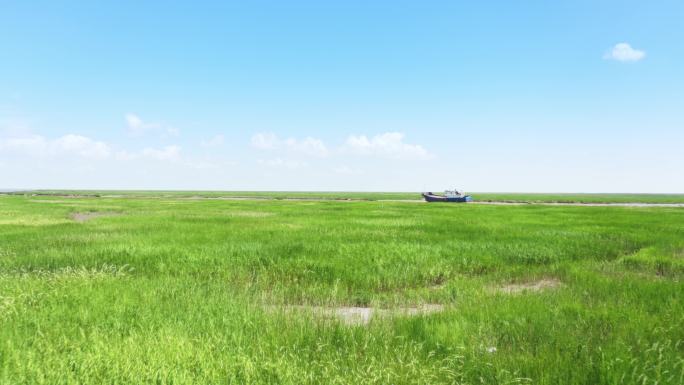 4K航拍盐城野鹿荡绿色滩涂草地