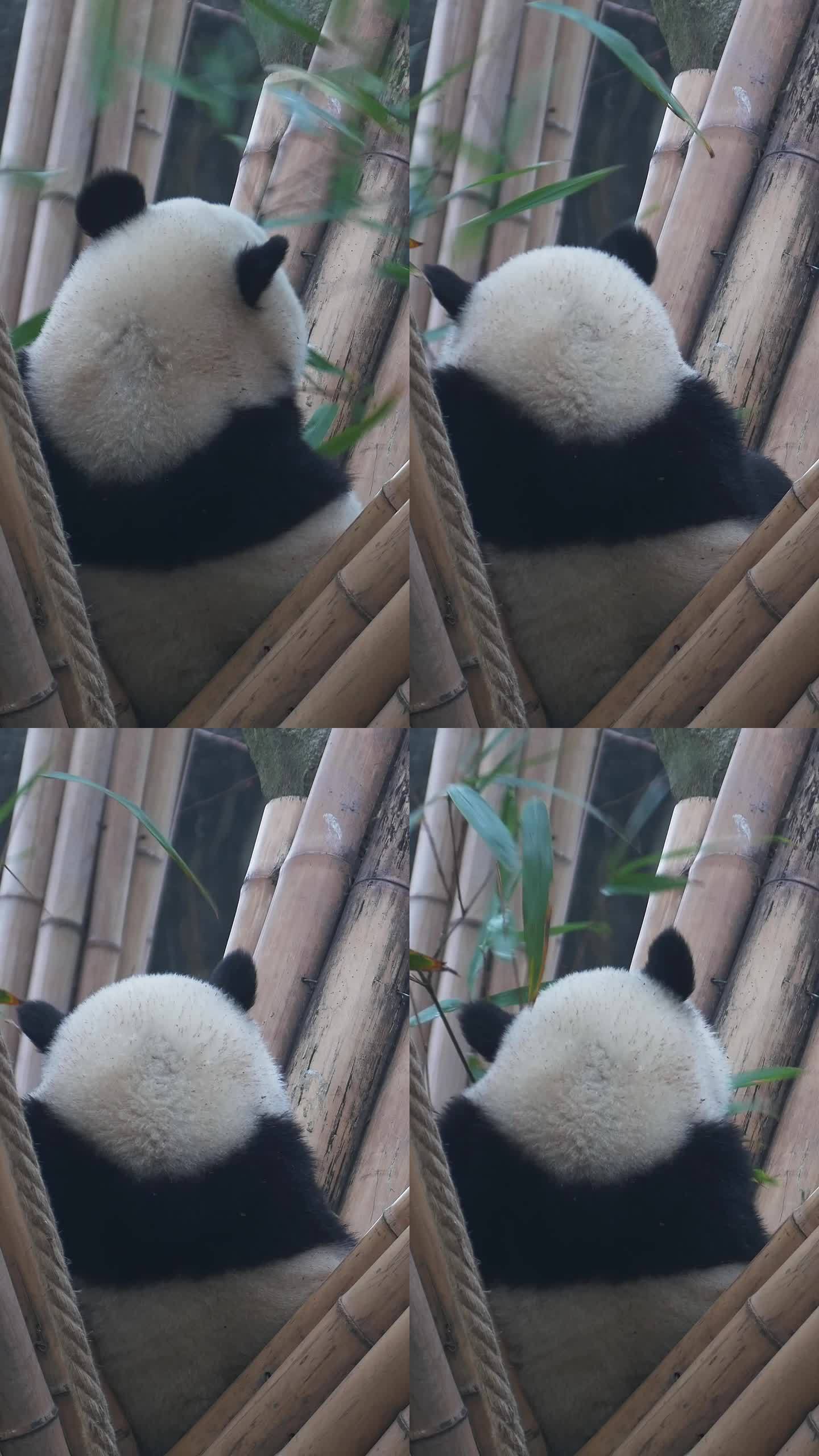 大熊猫吃竹子竖版
