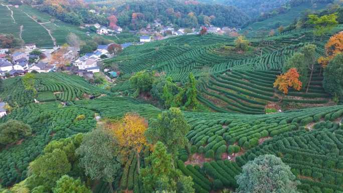 唯美杭州西湖龙井茶文化景区航拍茶园地茶叶