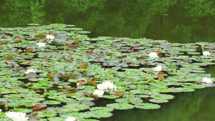 夏日池塘的睡莲花开