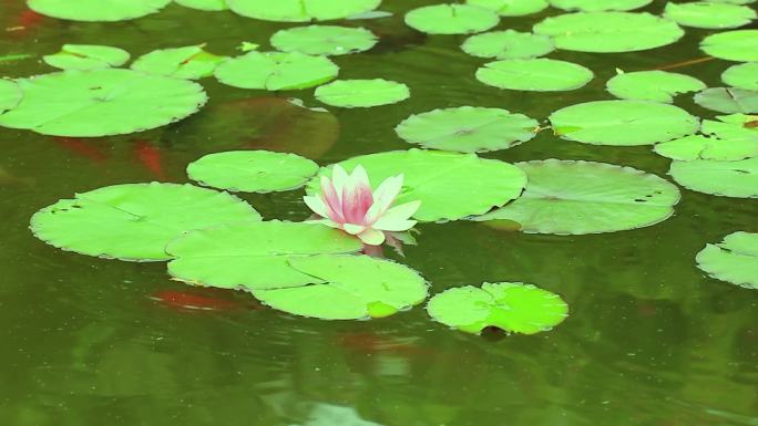 夏日莲花池塘游动的红色小鱼