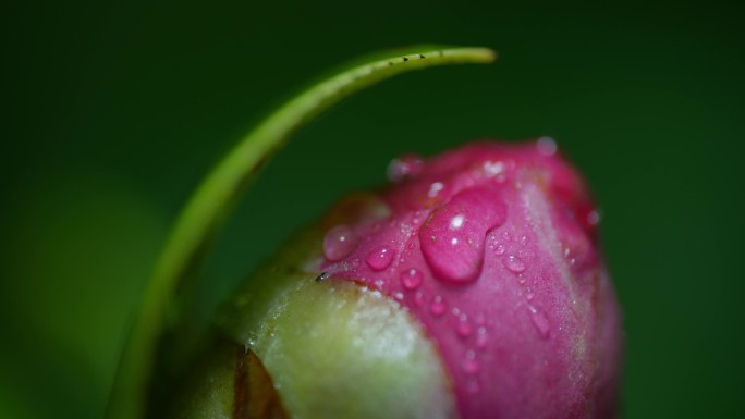 山茶花含苞欲放