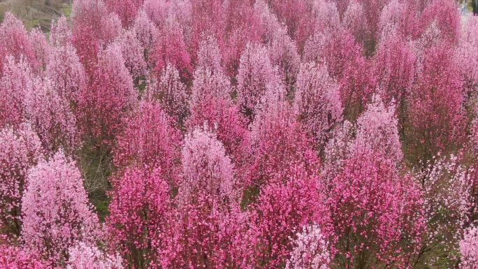 4K春天各种花合集