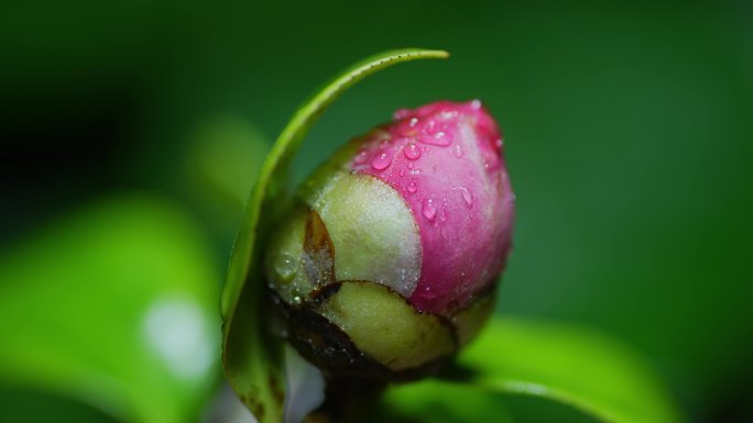 山茶花含苞欲放